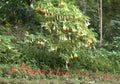 a photography of a tree with yellow flowers in a garden, jackfruits are in the foreground of a lush green forest