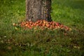 trunk of a tree with plenty of apples Royalty Free Stock Photo