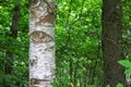 Photography of a trunks and trees in a forest in skovde sweden.