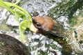 a photography of a turtle eating a leaf in the water, there is a large brown animal eating a leaf in the water Royalty Free Stock Photo