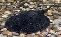 a photography of a turtle laying on a bed of rocks, electric ray laying on rocks in a tank with rocks and gravel Royalty Free Stock Photo