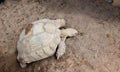 a photography of a turtle laying on the ground in the dirt, terrapinus tortoise laying on the ground in a zoo enclosure Royalty Free Stock Photo