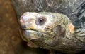 a photography of a turtle with a very large head and a very long neck, there is a close up of a turtle's head with a blurry Royalty Free Stock Photo