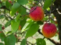 Apricot fruits bathed in the sunlight