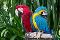 a photography of two colorful parrots sitting on a rock, there are two colorful birds sitting on a branch in the jungle