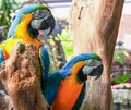 a photography of two colorful parrots sitting on a tree branch, macaws sitting on a tree branch in a zoo exhibit Royalty Free Stock Photo