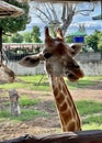 a photography of two giraffes standing next to each other in a fenced in area