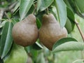 Two large bosc pears in a tree Royalty Free Stock Photo