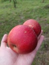 Holding two merged apples in palm