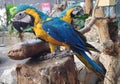 a photography of two parrots sitting on a tree branch in a zoo, macaws are sitting on a tree stump in a zoo Royalty Free Stock Photo