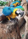 a photography of two parrots sitting on a tree stump, macaws sitting on a tree stump in a zoo enclosure Royalty Free Stock Photo