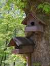 Two squirrel houses on a tree Royalty Free Stock Photo