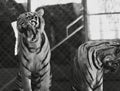 a photography of two tigers standing next to each other in a cage, there are two tigers standing next to each other in a cage