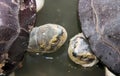 a photography of two turtles in a pond with rocks and water, mud turtle in water with two large rocks in background Royalty Free Stock Photo