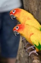 a photography of two yellow and green birds perched on a tree branch Royalty Free Stock Photo