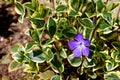 Photography of Vinca minor flower lesser periwinkle