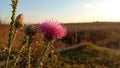 Photography of welted thistle Carduus crispus