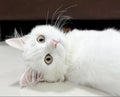 a photography of a white cat laying on a table with its head on the table Royalty Free Stock Photo