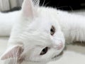 a photography of a white cat laying on a table with its head on the table, catamount of a white cat laying on a white surface