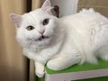 a photography of a white cat sitting on a green box, egyptian cat sitting on a green box with a white background
