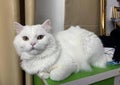 a photography of a white cat sitting on a green table, egyptian cat laying on a green table in a room