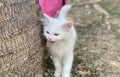 a photography of a white cat standing next to a tree, egyptian cat with tongue sticking out from behind a tree trunk Royalty Free Stock Photo