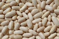 Photography of white dry common beans Phaseolus vulgaris Royalty Free Stock Photo