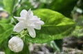 a photography of a white flower with green leaves in the background, flowerpot with white flowers and green leaves in a garden