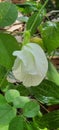 a photography of a white flower with green leaves in the background, lycaenid butterfly on a white flower in a garden