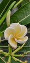 a photography of a white flower with yellow centers on a tree, flowerpot of a white and yellow flower with green leaves Royalty Free Stock Photo