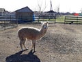 Photography of white Llama Lama glama Royalty Free Stock Photo