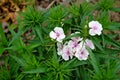 Photography of white sweet William flowers Dianthus barbatus