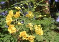 a photography of a yellow flower with green leaves and a blue sky, sulphur butterfly flower with yellow flowers and green leaves Royalty Free Stock Photo