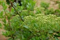 Photography of young blooming firethorn plant Pyracantha