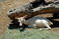 Photography of young female white-tailed deer, doe, Odocoileus virginianus Royalty Free Stock Photo