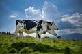 Photomontage of cow with three heads in different positions. Dairy cow grazing in the mountains on a sunny summer day