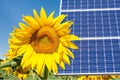 photomontage with solar panels and sunflower