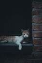 A shot of a white and brown cat sitting on the windowsill