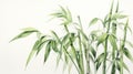 Photorealistic Bamboo Watercolour Illustration With Yucca Tree