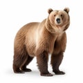 Photorealistic Bear Standing In Front Of White Background