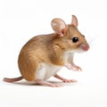 Photorealistic Brown Mouse With Graceful Movements In High-key Lighting