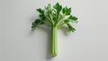 Photorealistic celery stalk with leafy top and ribbed texture centered on clean white Royalty Free Stock Photo