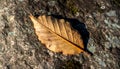 Photorealistic Close Up of Single Dried Leaf on Soft Light Background for Art Shoot Royalty Free Stock Photo