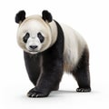 Photorealistic 3d Art: Panda Bear In Action