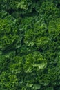 Photorealistic Detailed Seamless Pattern of Kale