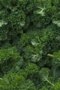 Photorealistic Detailed Seamless Pattern of Kale