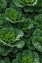 Photorealistic Detailed Seamless Pattern of Kale