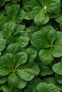 Photorealistic Detailed Seamless Pattern of Spinach