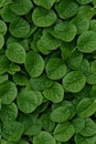 Photorealistic Detailed Seamless Pattern of Spinach