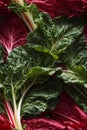 Photorealistic Detailed Seamless Pattern of Swiss Chard